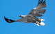 Wildlife Day Tour (4+ Hours, $195 Per Person) - thumb 1