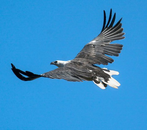 Wildlife Day Tour (4+ Hours, $195 Per Person) - Whitsundays Accommodation 1