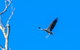 Wildlife Day Tour (4+ Hours, $195 Per Person) - thumb 11