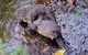 Wildlife Day Tour (4+ Hours, $195 Per Person) - thumb 8