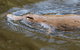 Wildlife Day Tour (4+ Hours, $195 Per Person) - thumb 3
