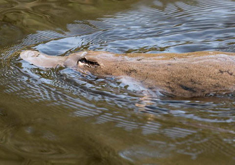 Wildlife Day Tour (4+ Hours, $195 Per Person) - Whitsundays Accommodation 3