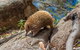 Wildlife Day Tour (4+ Hours, $195 Per Person) - thumb 2