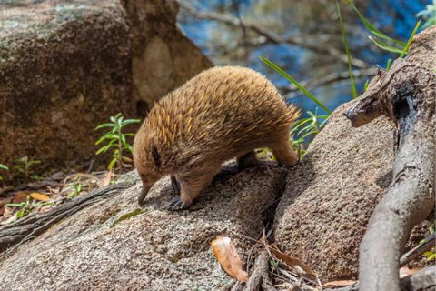 Wildlife Day Tour (4+ Hours, $195 Per Person) - Whitsundays Accommodation 2