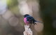 Wildlife Day Tour (4+ Hours, $195 Per Person) - thumb 5