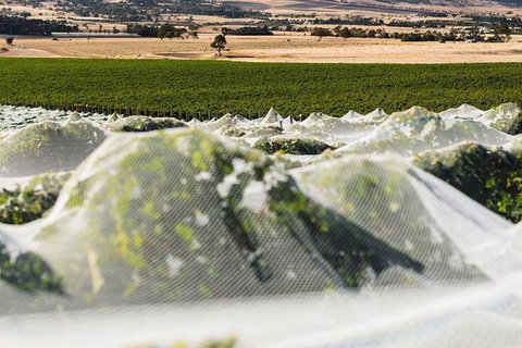 A Sommelier Guided Tour: Thursday Afternoon Wine Gin Cheese & Cocktails - Whitsundays Accommodation 5