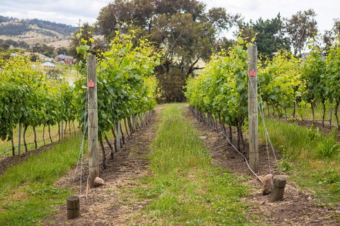A Sommelier Guided Tour: Thursday Afternoon Wine Gin Cheese & Cocktails - Whitsundays Accommodation 3