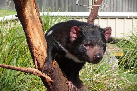 Tasmania 4 Day East Coast + Launceston - Whitsundays Accommodation 9