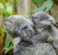 Hobart's best city nature wildlife and fine cuisine - Whitsundays Accommodation