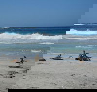 Kangaroo Island in a Day Tour from Adelaide - Whitsundays Accommodation