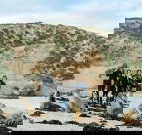 Small-Group Kangaroo Island 4WD Tour from Adelaide - Whitsundays Accommodation