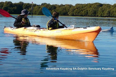 Adelaide Dolphin Sanctuary And Ships Graveyard Kayak Tour - Whitsundays Accommodation 0