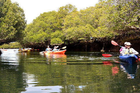Adelaide Dolphin Sanctuary And Ships Graveyard Kayak Tour - Whitsundays Accommodation 8