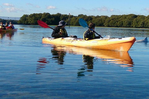 Adelaide Dolphin Sanctuary And Ships Graveyard Kayak Tour - Whitsundays Accommodation 3