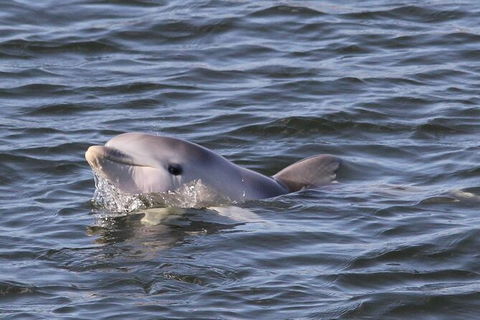 Adelaide Dolphin Sanctuary And Ships Graveyard Kayak Tour - Whitsundays Accommodation 6