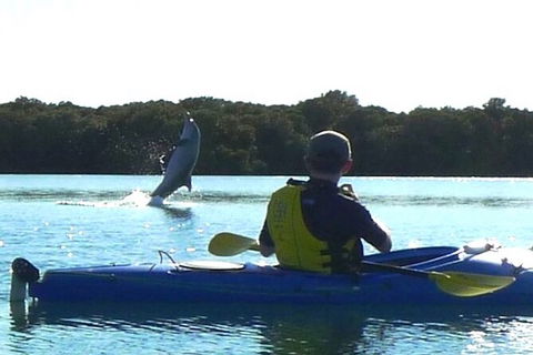 Adelaide Dolphin Sanctuary And Ships Graveyard Kayak Tour - Whitsundays Accommodation 2