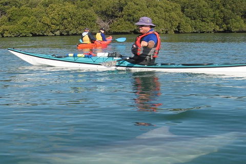 Adelaide Dolphin Sanctuary And Ships Graveyard Kayak Tour - Whitsundays Accommodation 5