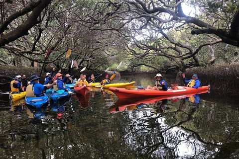 Adelaide Dolphin Sanctuary And Ships Graveyard Kayak Tour - Whitsundays Accommodation 10