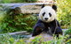Adelaide Zoo Behind The Scenes Experience: Exclusive Giant Panda Experience - thumb 1