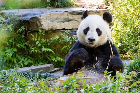 Adelaide Zoo Behind The Scenes Experience: Exclusive Giant Panda Experience - Whitsundays Accommodation 1