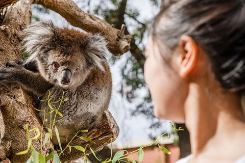 Adelaide Zoo Behind The Scenes Experience: Koala Encounter - Whitsundays Accommodation 0