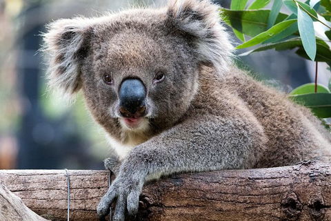 Adelaide Zoo Behind The Scenes Experience: Koala Encounter - Whitsundays Accommodation 1