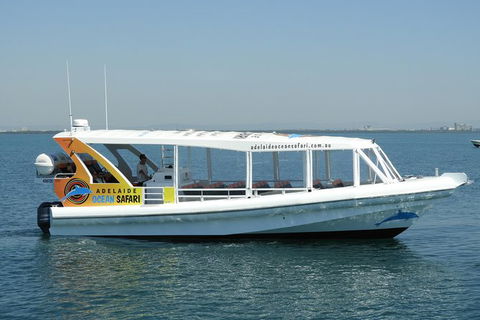 Adelaide Ocean Safari - Wild Dolphin Safari - Whitsundays Accommodation 0