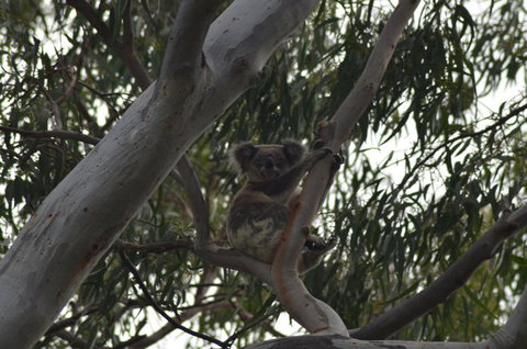North Stradbroke Island Day Trip From Brisbane - Whitsundays Accommodation 11