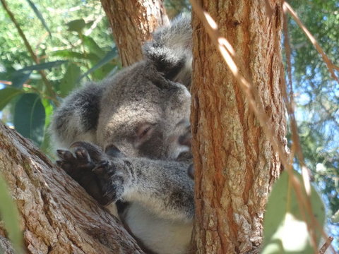 North Stradbroke Island Day Trip From Brisbane - Whitsundays Accommodation 23