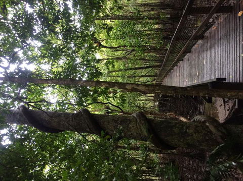 Cape Tribulation, Mossman Gorge, And Daintree Rainforest Day Trip From Cairns Or Port Douglas - Whitsundays Accommodation 2