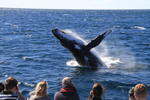 Whale Watching Cruise From Redcliffe, Brisbane Or The Sunshine Coast - Whitsundays Accommodation 11