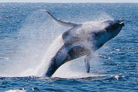 Whale Watching Cruise From Redcliffe, Brisbane Or The Sunshine Coast - Whitsundays Accommodation 9