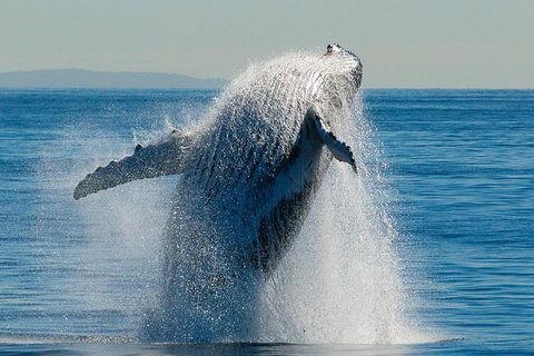 Whale Watching Cruise From Redcliffe, Brisbane Or The Sunshine Coast - Whitsundays Accommodation 10