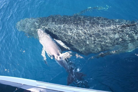 Whale Watching Cruise From Redcliffe, Brisbane Or The Sunshine Coast - Whitsundays Accommodation 7