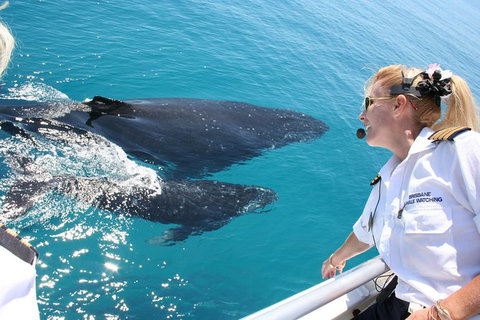 Whale Watching Cruise From Redcliffe, Brisbane Or The Sunshine Coast - Whitsundays Accommodation 1