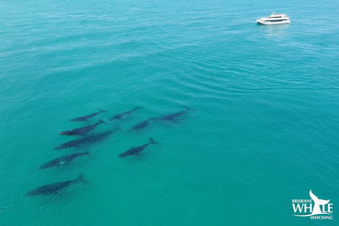 Whale Watching Cruise From Redcliffe, Brisbane Or The Sunshine Coast - Whitsundays Accommodation 6