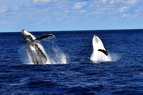 Whale Watching Cruise From Redcliffe, Brisbane Or The Sunshine Coast - Whitsundays Accommodation 5