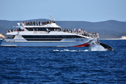 Whale Watching Cruise From Redcliffe, Brisbane Or The Sunshine Coast - Whitsundays Accommodation 2