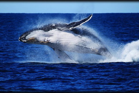 Whale Watching Cruise From Redcliffe, Brisbane Or The Sunshine Coast - Whitsundays Accommodation 8