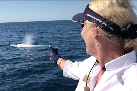 Whale Watching Cruise From Redcliffe, Brisbane Or The Sunshine Coast - Whitsundays Accommodation 4
