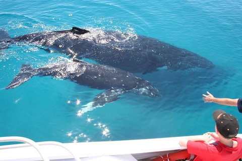 Whale Watching Cruise From Redcliffe, Brisbane Or The Sunshine Coast - Whitsundays Accommodation 3