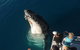 Hervey Bay Whale Watching Experience - thumb 0