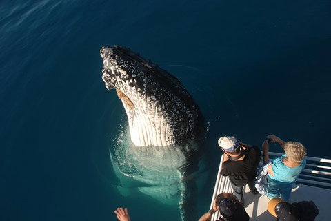 Hervey Bay Whale Watching Experience - Whitsundays Accommodation 0