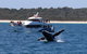Hervey Bay Whale Watching Experience - thumb 4