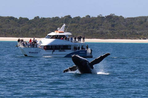 Hervey Bay Whale Watching Experience - Whitsundays Accommodation 4