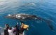 Hervey Bay Whale Watching Experience - thumb 6