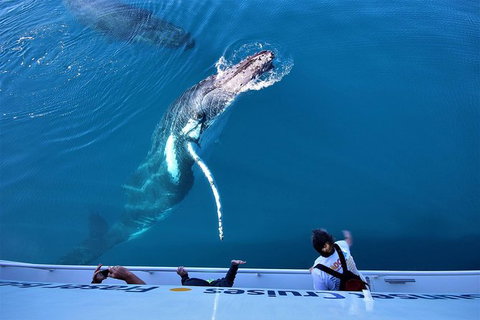 Hervey Bay Whale Watching Experience - Whitsundays Accommodation 3