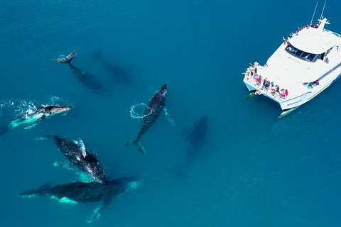 Hervey Bay Whale Watching Experience - Whitsundays Accommodation 7