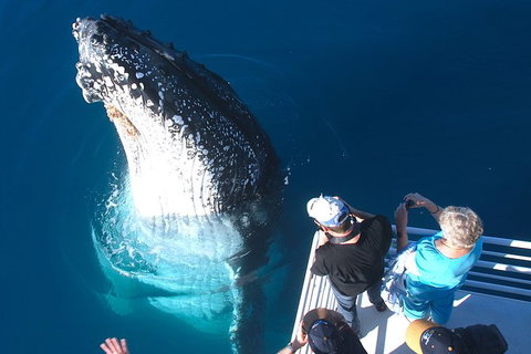 Hervey Bay Whale Watching Experience - Whitsundays Accommodation 14