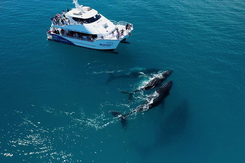 Hervey Bay Whale Watching Experience - Whitsundays Accommodation 2
